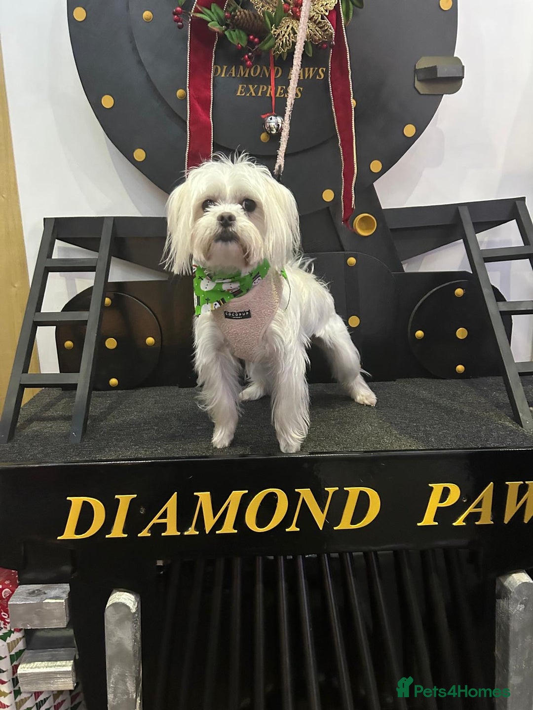 Maltipoo dogs for sale: Beautiful Maltipoo puppies for sale - Image 12
