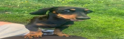 Dachshund dogs for stud: Dachshund for stud  - Advert 3