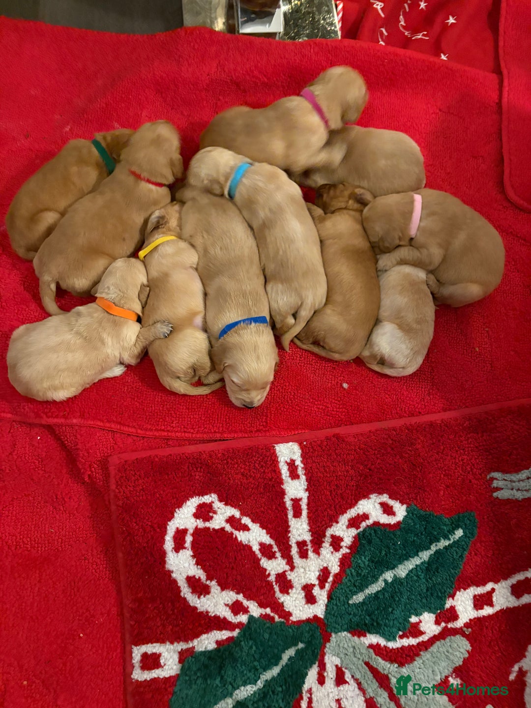 Golden Retriever dogs for sale: Adorable golden retriever puppies  - Advert 14