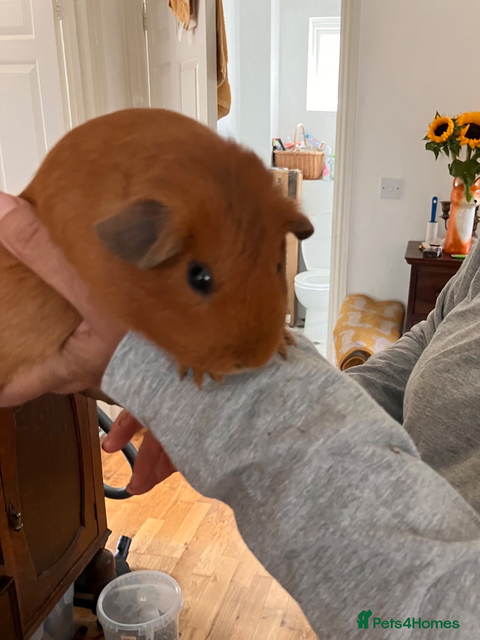 Guinea Pig rodents Young guinea pig boars for sale - bonded - Advert 1