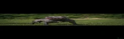 Staffordshire Bull Terrier dogs for sale: Staffordshire Bull Terrier puppies KC reg 💙  - Advert 4