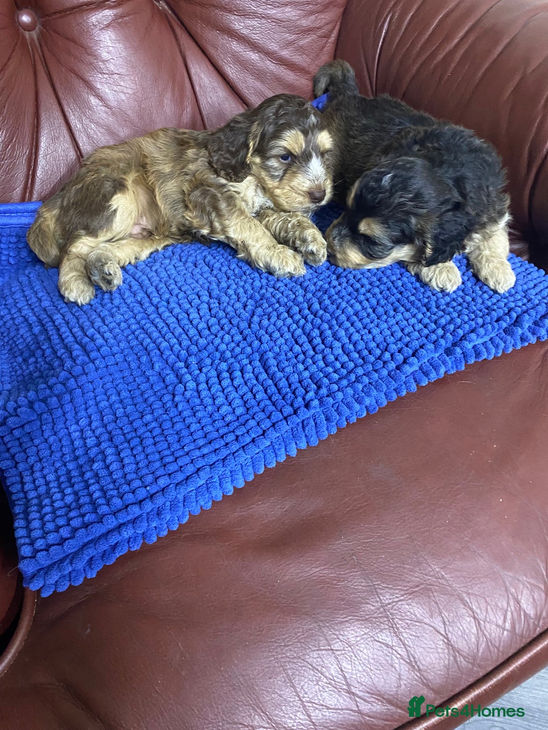 Cockapoo dogs for sale: F1 Gen Cockapoo Puppies - Image 23