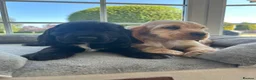 Cocker Spaniel dogs for sale: Quality DNA clear show cocker spaniels  - Advert 4