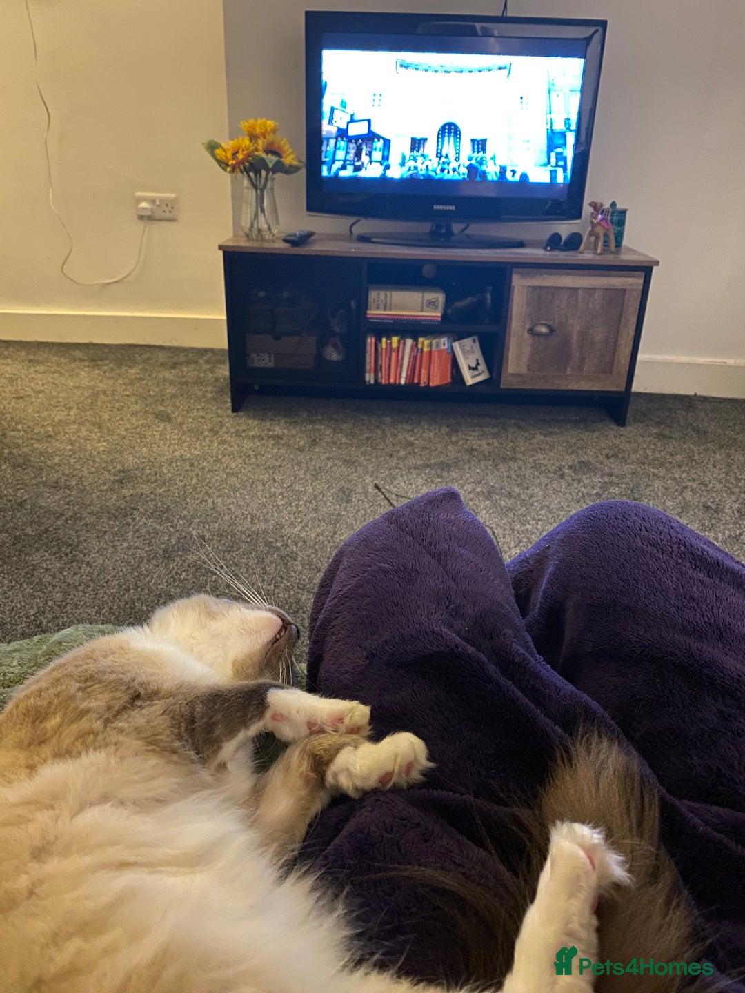 Ragdoll cats for sale: Super affectionate male ragdoll house cat - Advert 4