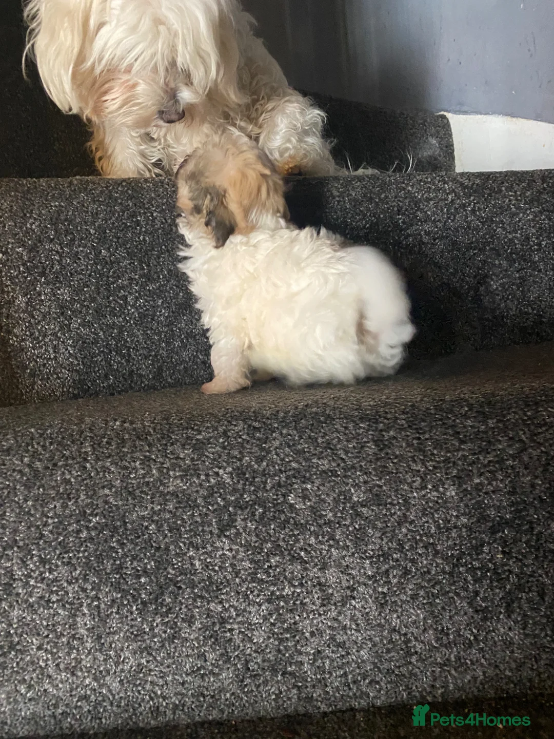 Maltipoo dogs for sale: Teddy bear multipoo puppy available - Advert 2