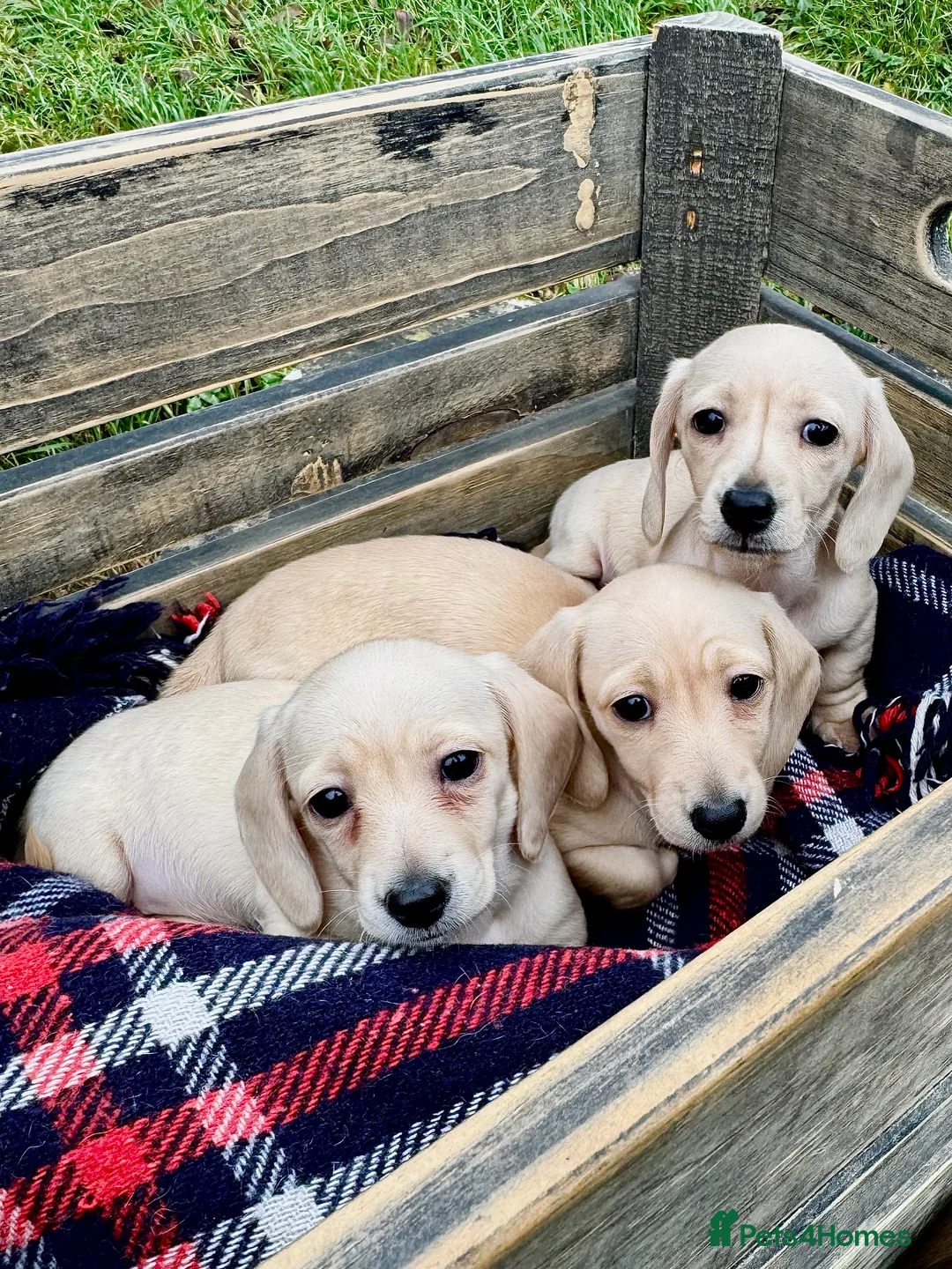 Miniature Dachshund dogs for sale: Cream miniature dachshunds-Petal’s Perfect Puppies - Advert 3