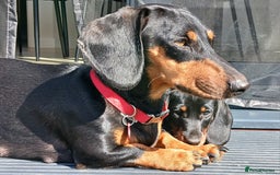 Dachshund dogs for sale: Standard Black & Tan dachshund (boy) - Image 3