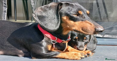 Dachshund dogs - Advert 5