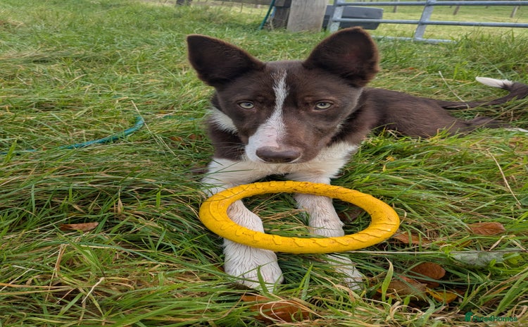 Border Collie dogs - Advert 8