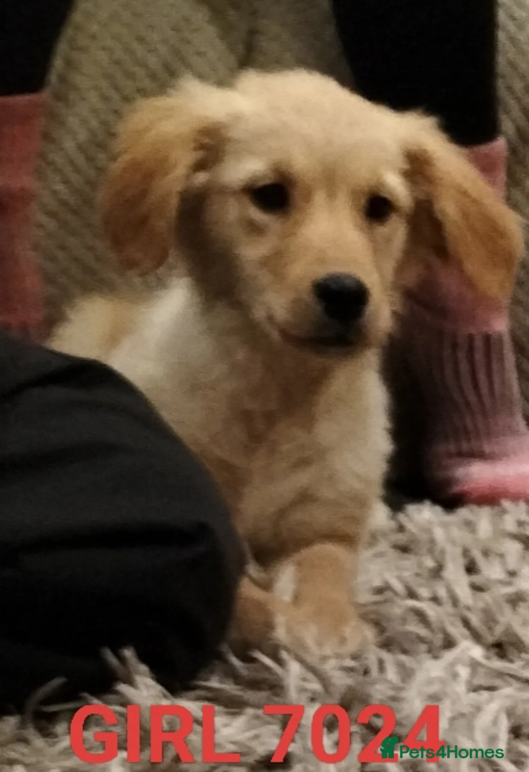 Golden Retriever dogs for sale: GOLDEN RETRIEVER PUPS - Advert 8