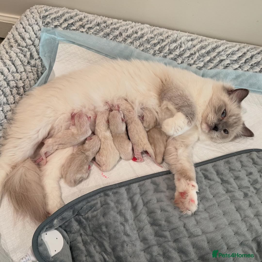 Ragdoll cats 🌸 Gorgeous Pedigree Ragdoll Kittens - Advert 9