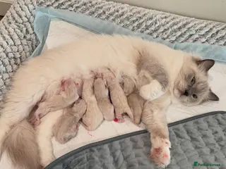 Ragdoll cats 🌸 Gorgeous Pedigree Ragdoll Kittens - Advert 2