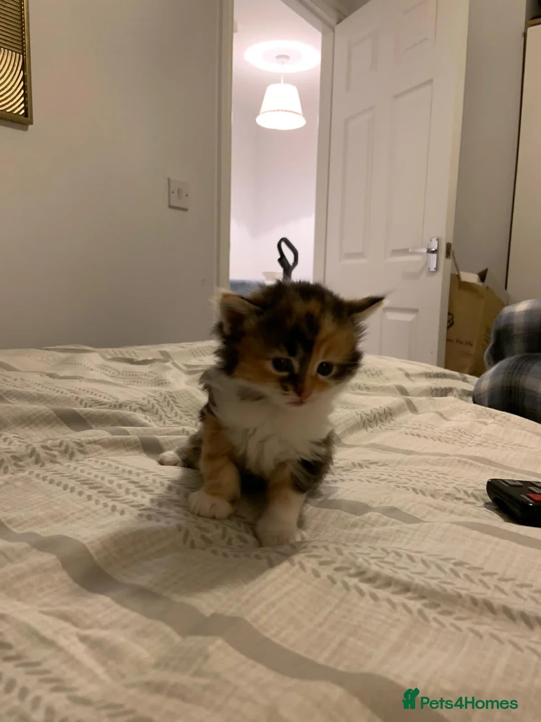 Mixed Breed cats for sale: Beautiful Playful Kittens Ready for Loving Homes - Advert 3