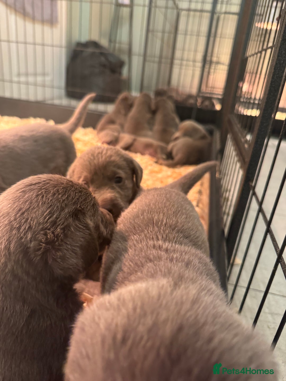 Labrador Retriever dogs for sale: Stunning silver Labradors  - Image 5