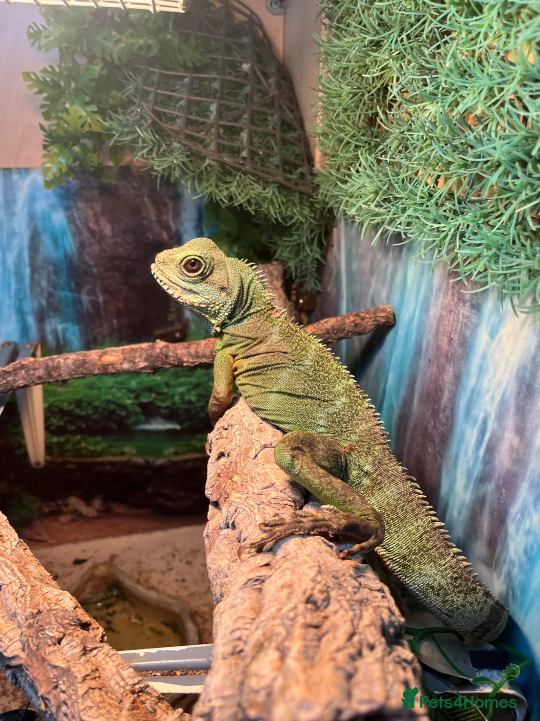 Dragon reptiles for sale: Chinese water dragon  in Reading - Advert 1