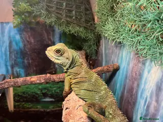 Dragon reptiles Chinese water dragon - Advert 17