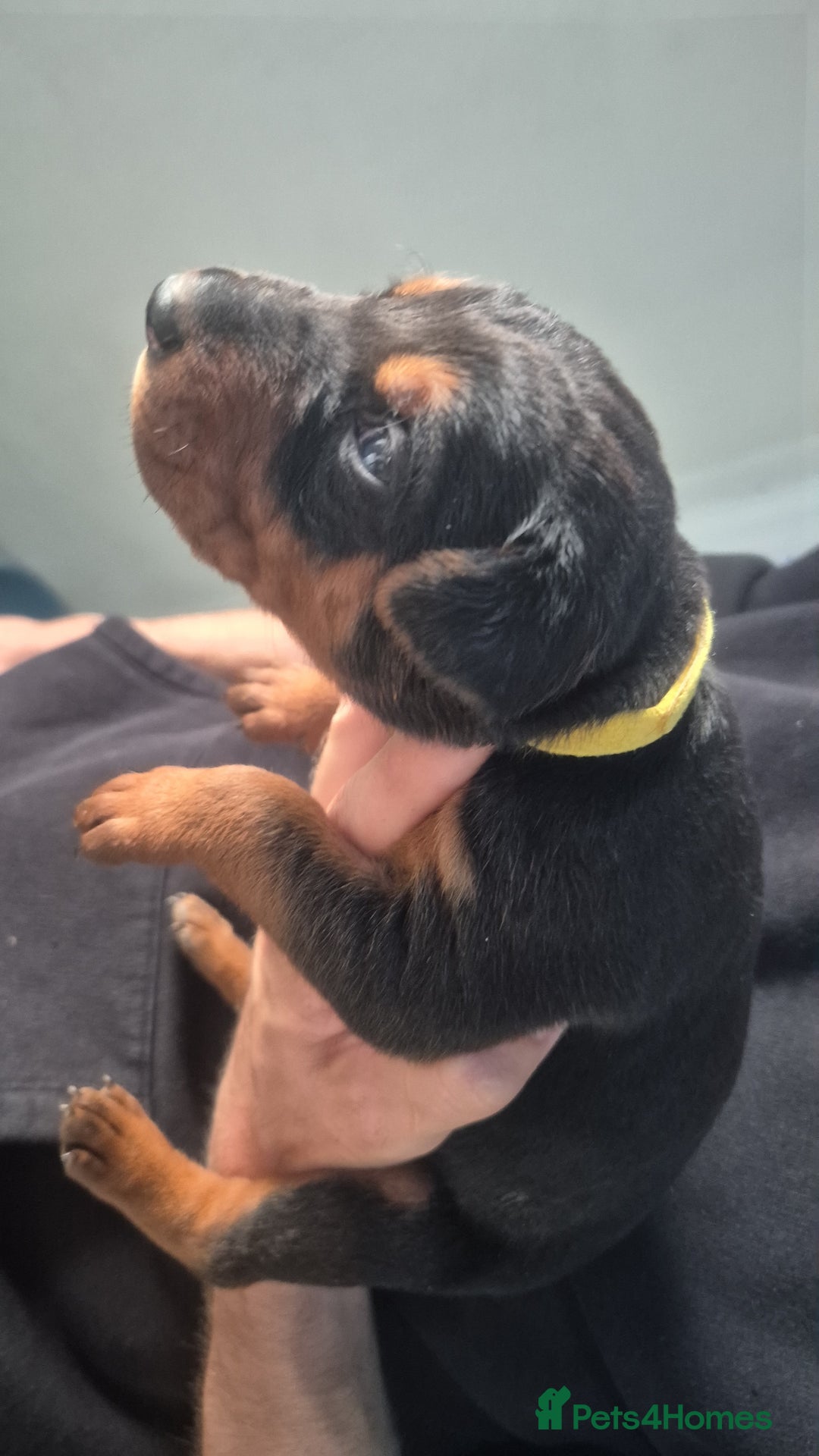 Mixed Breed dogs for sale: Pure Bred/papered Laizhou Hong/Chinese Red Dog - Image 5