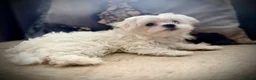 Maltese dogs for sale: 🌟  KC Registered Maltese Puppies Ready 🌟 - Advert 20