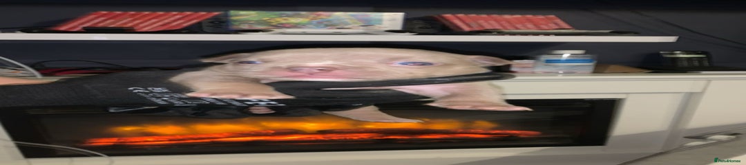 American Bully Puppy 4