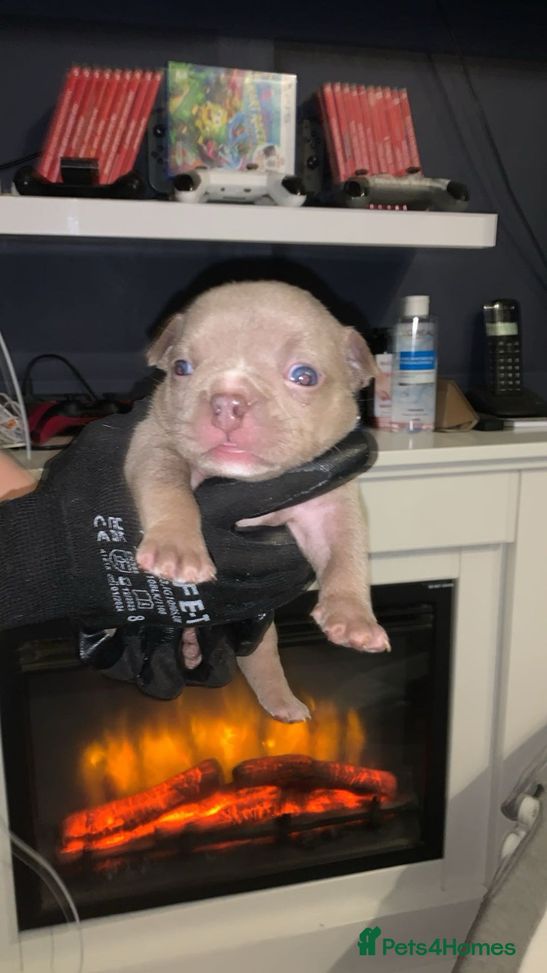 American Bully dogs for sale: Pocket bully puppies for sale  - Image 9