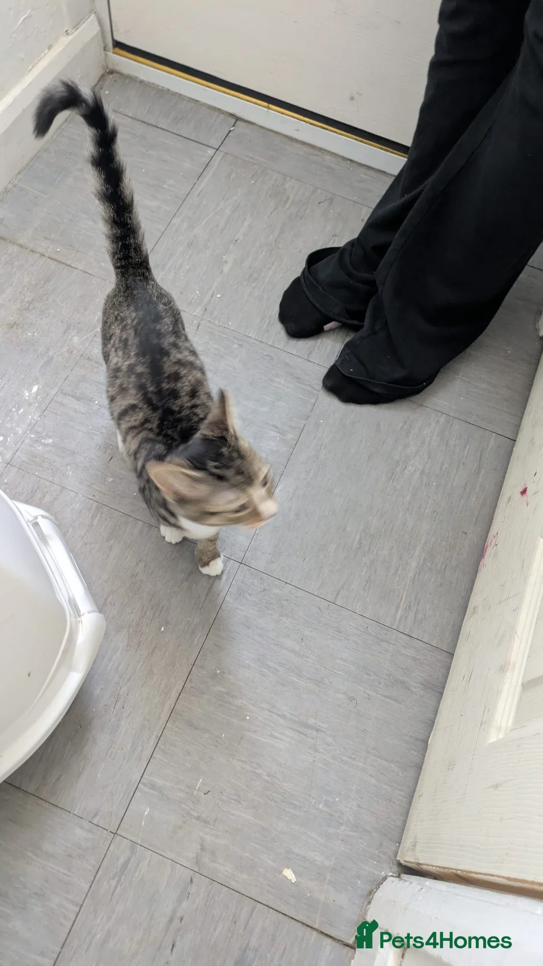 Mixed Breed cats for sale: 14 week old female tabby kitten  in Birmingham - Advert 1