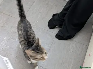 Mixed Breed cats 14 week old female tabby kitten - Advert 1