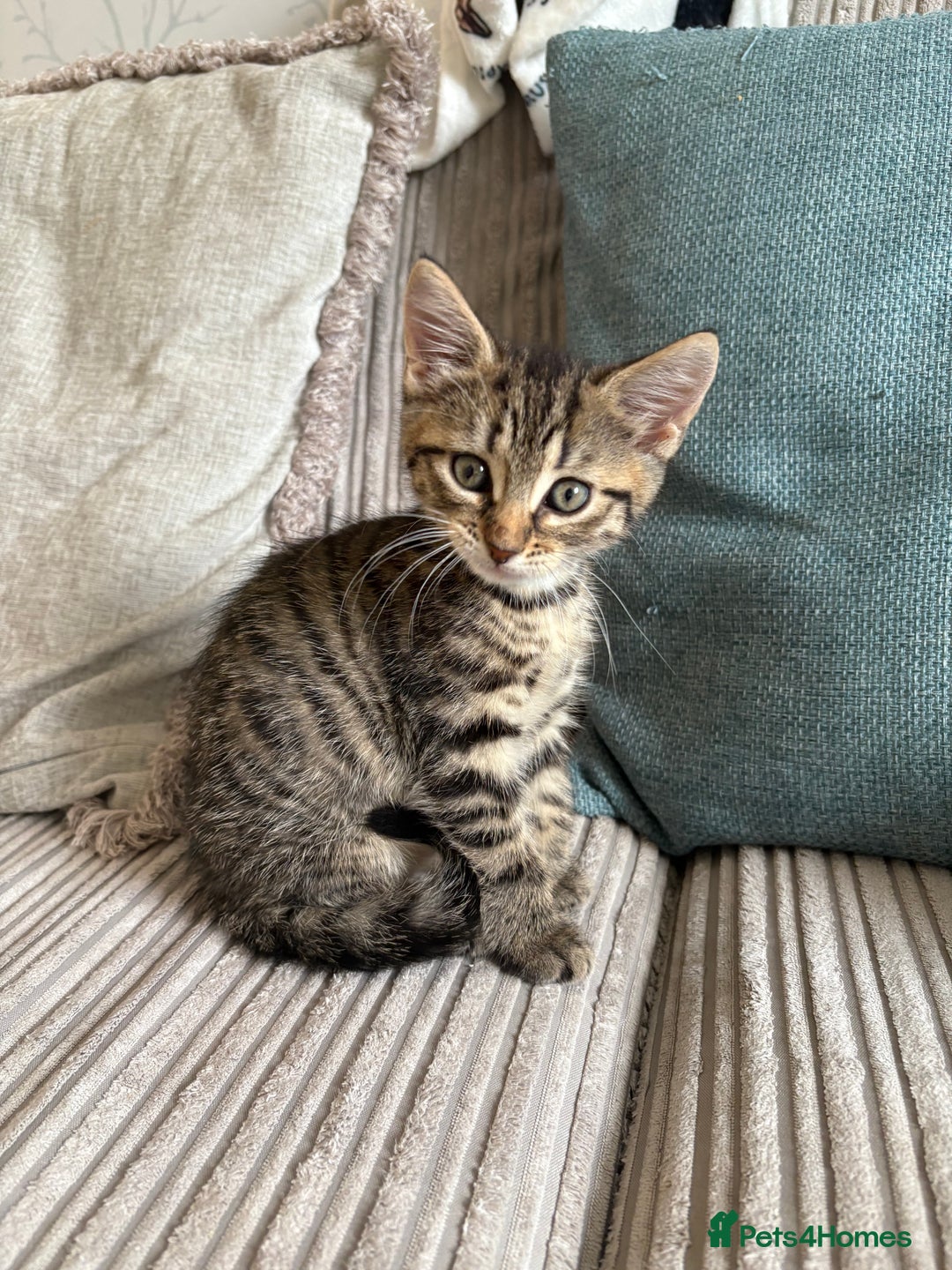 Domestic Shorthair cats for sale: Two Girl Kittens For Sale £100 o.n.o The Pair  - Image 12