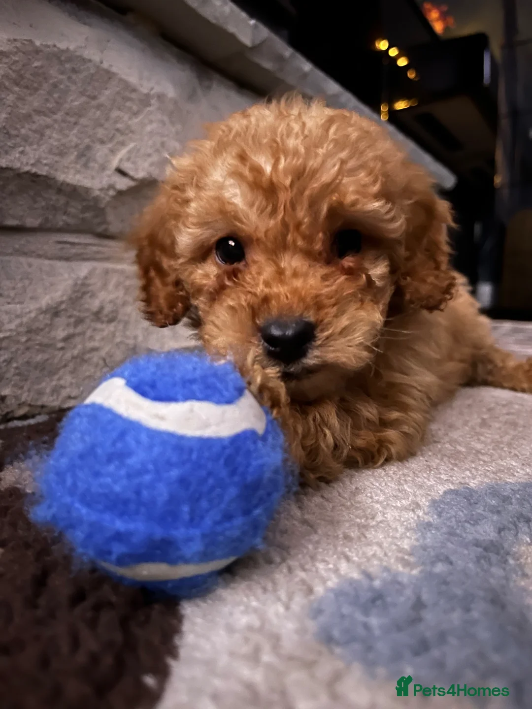 Cockapoo dogs for sale: Loving, gentle Cockapoo needs a new home in Newcastle upon Tyne - Advert 8