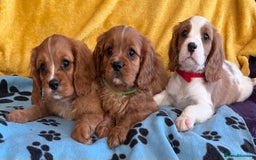 Cavalier King Charles Spaniel dogs for sale: Stunning cavalier King Charles puppies  - Image 1