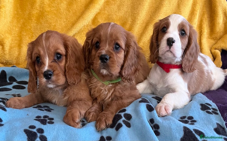 Cavalier King Charles Spaniel dogs - Advert 9