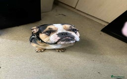Mixed Breed dogs for sale: English bulldog cross Frenchie 3 years old  - Image 1