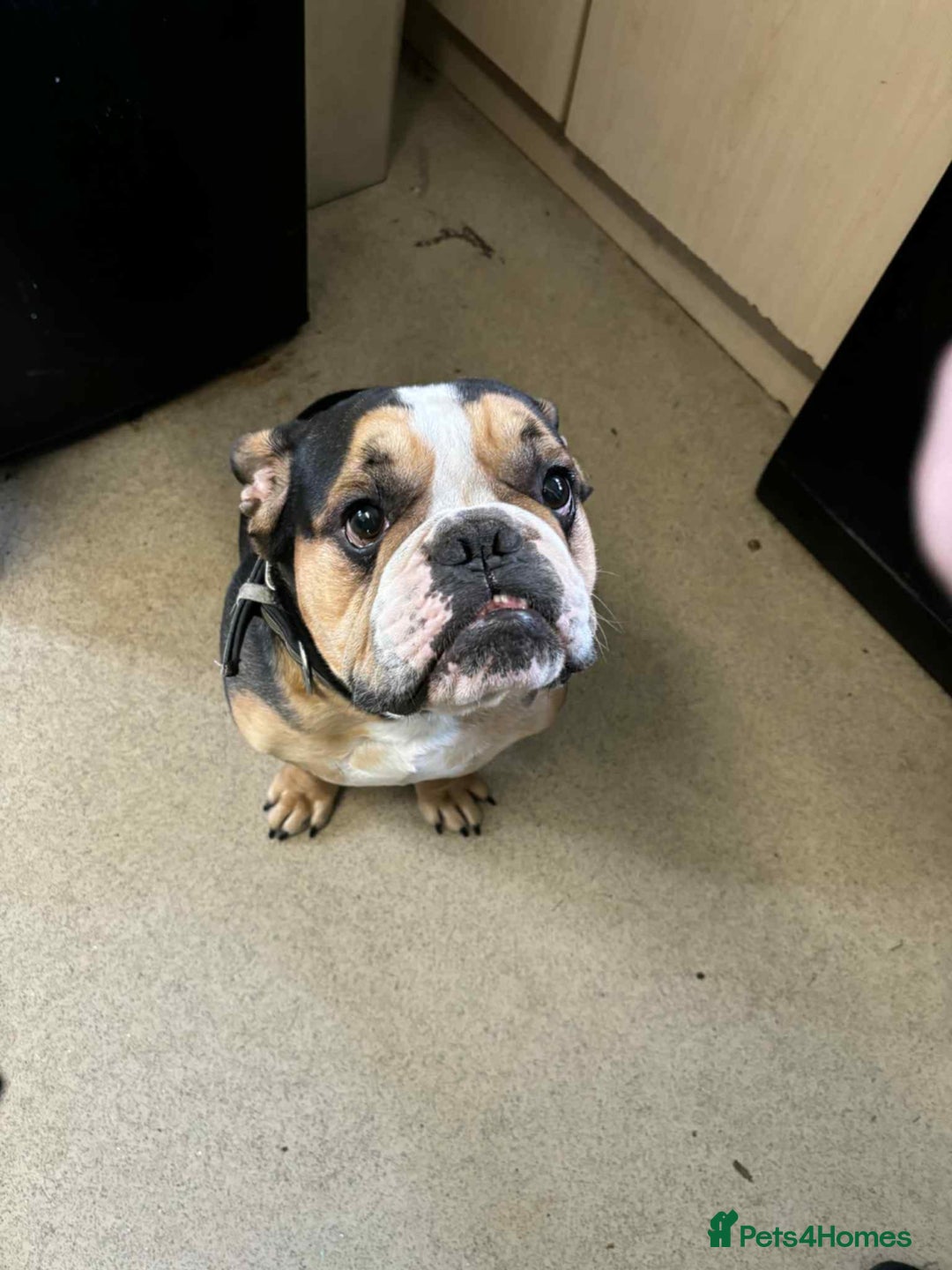Mixed Breed dogs for sale: English bulldog cross Frenchie 3 years old  - Image 1