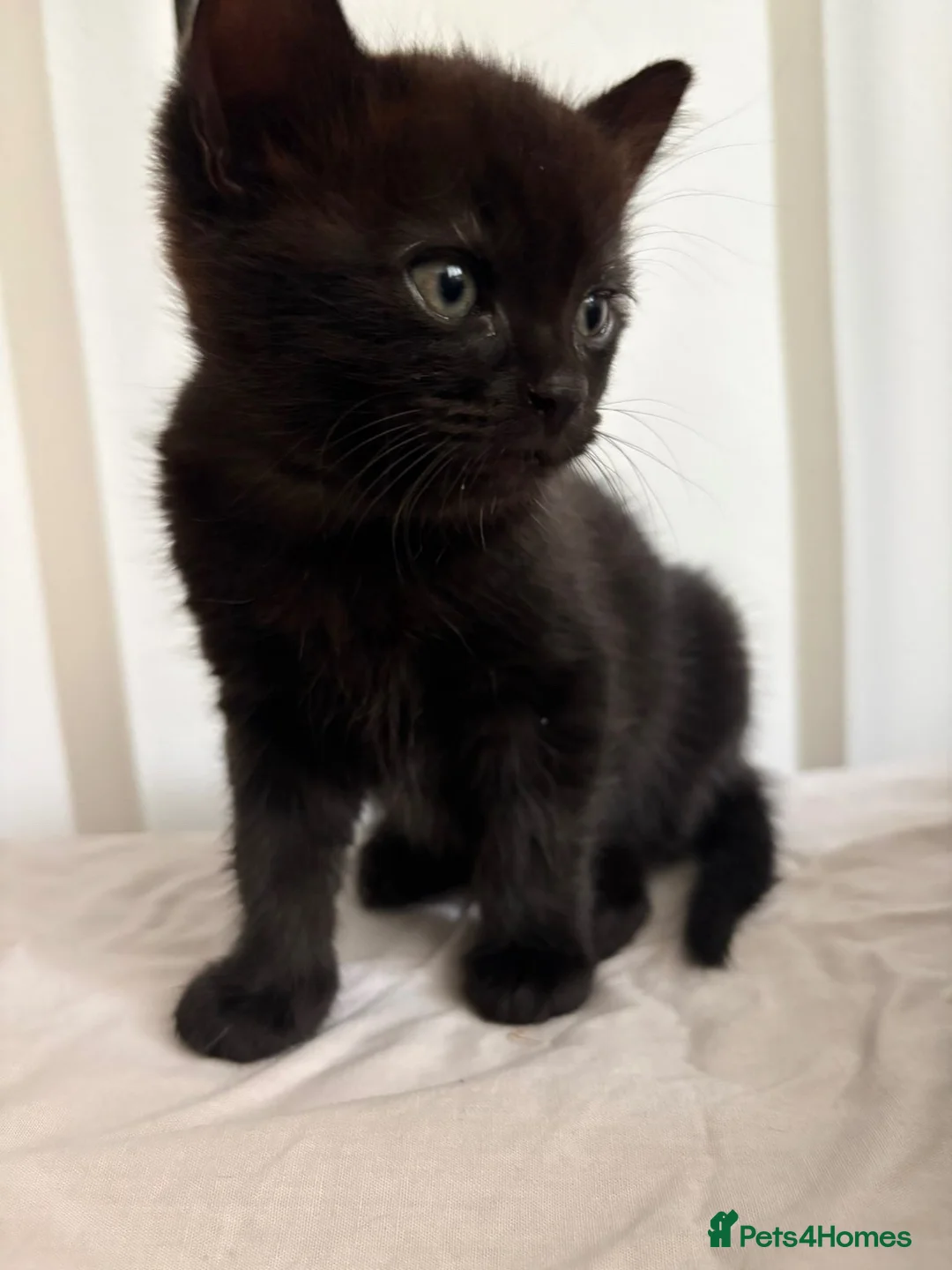 Mixed Breed cats for sale: Boy black kitten for sale - Advert 2