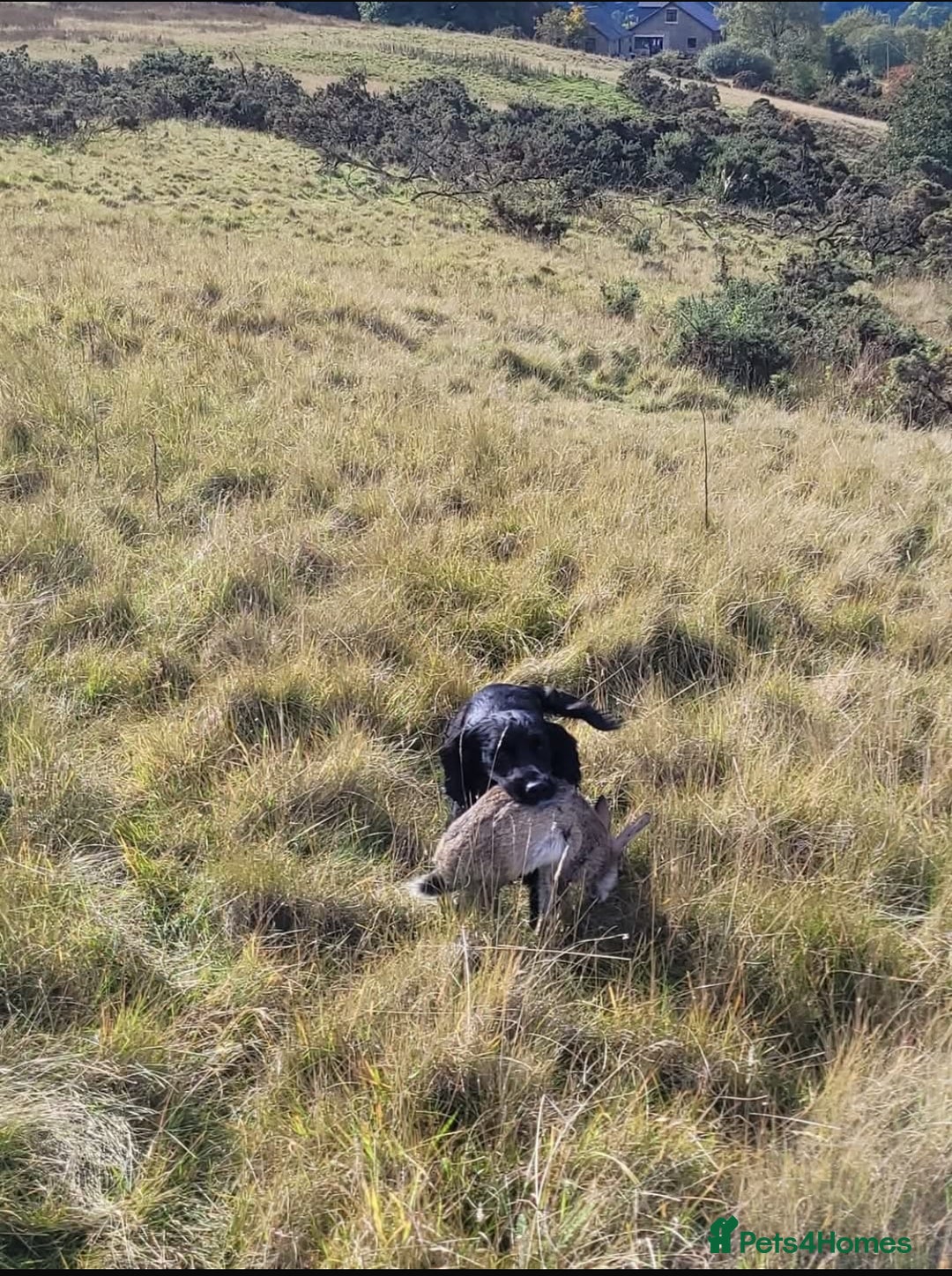 Cocker Spaniel dogs for sale: Cocker spaniel puppies  - Image 11