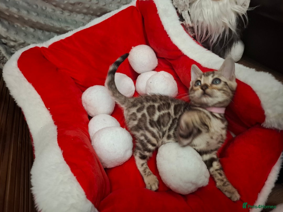 Bengal cats for sale: Last stunning Blue pure bengal kitten available! - Advert 32