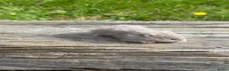 Hamster rodents for sale: Beautiful baby Syrian Hamsters Sheffield - Advert 27