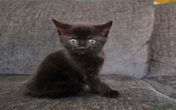 Mixed Breed cats for sale: Mix Bread Kittens - Image 3