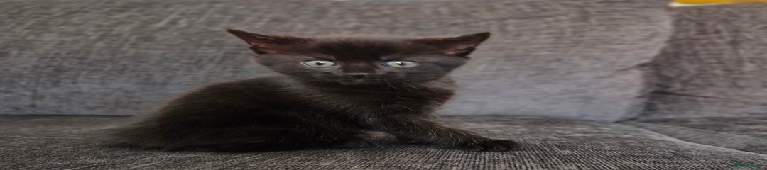 Mixed Breed Black Kitten