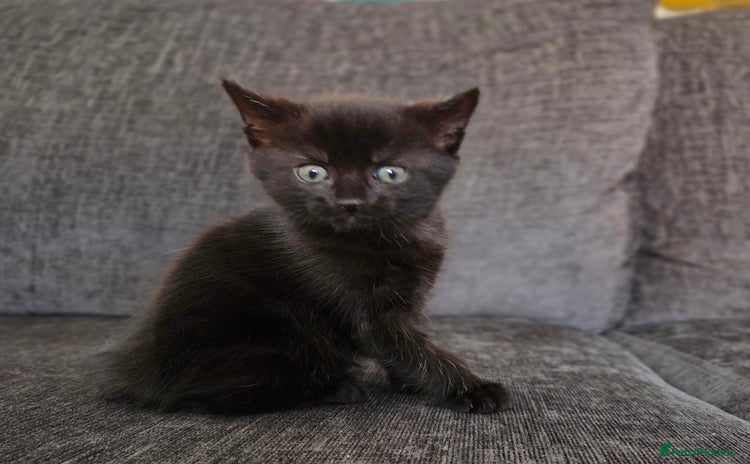 Mixed Breed cats - Advert 9