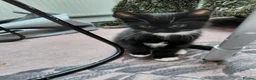 Mixed Breed cats for sale: 6 Tuxedo Kittens for Sale Black & White, Ready  - Advert 13