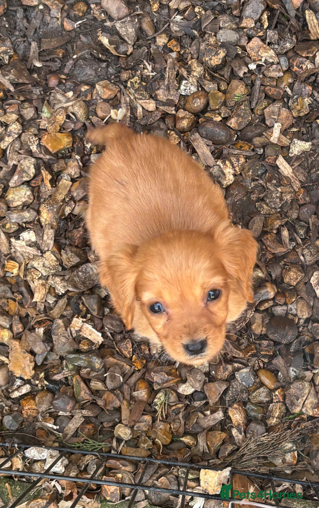 Cocker Spaniel dogs for sale: X1 Cocker spaniel boy remaining  - Advert 4