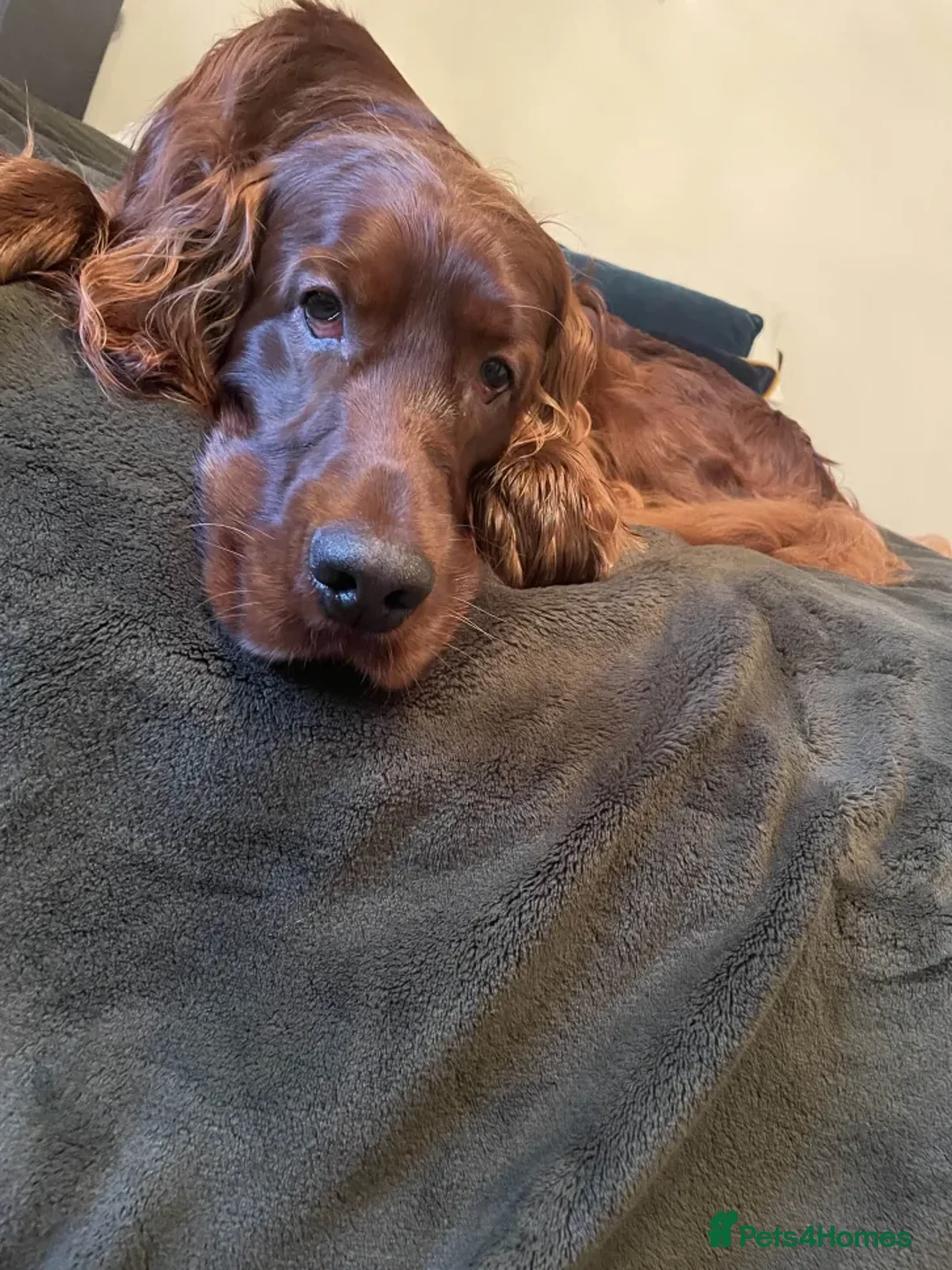 Irish Setter dogs for stud: Looking to breed My Irish Setter Pedigree - Advert 5