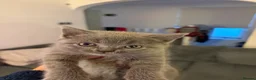 British Shorthair cats for sale: British Shorthair !!  - Advert 11
