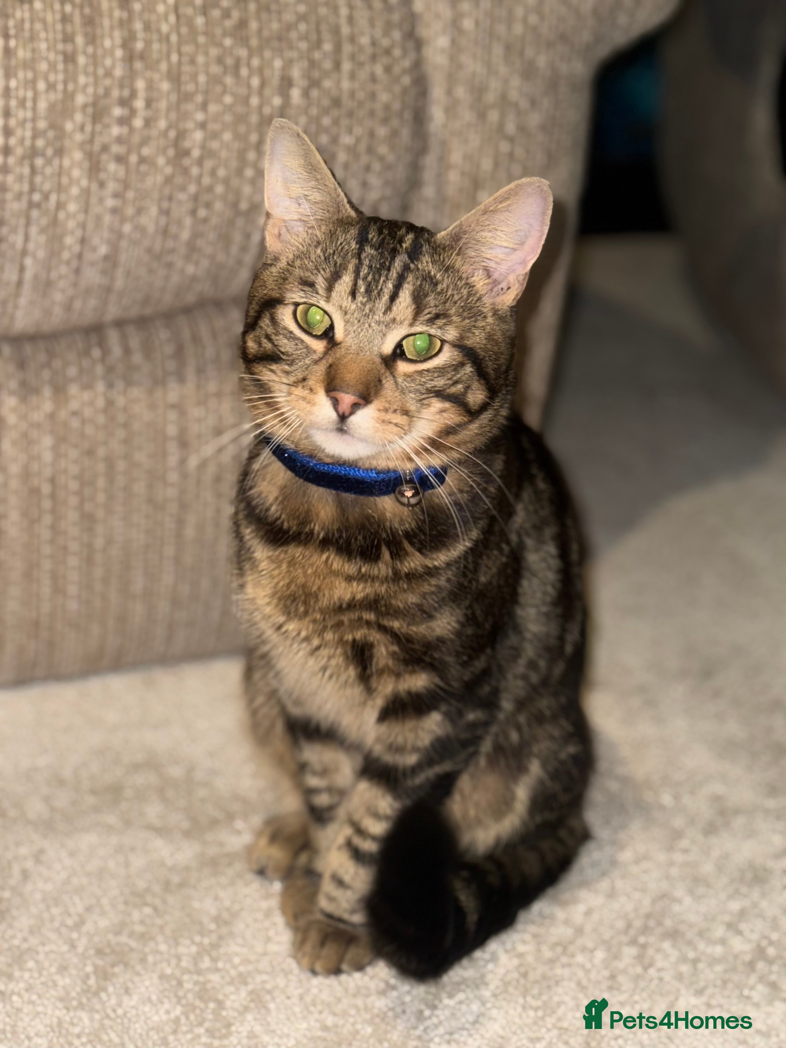 Mixed Breed cats Friendly and loving cat - Advert 2