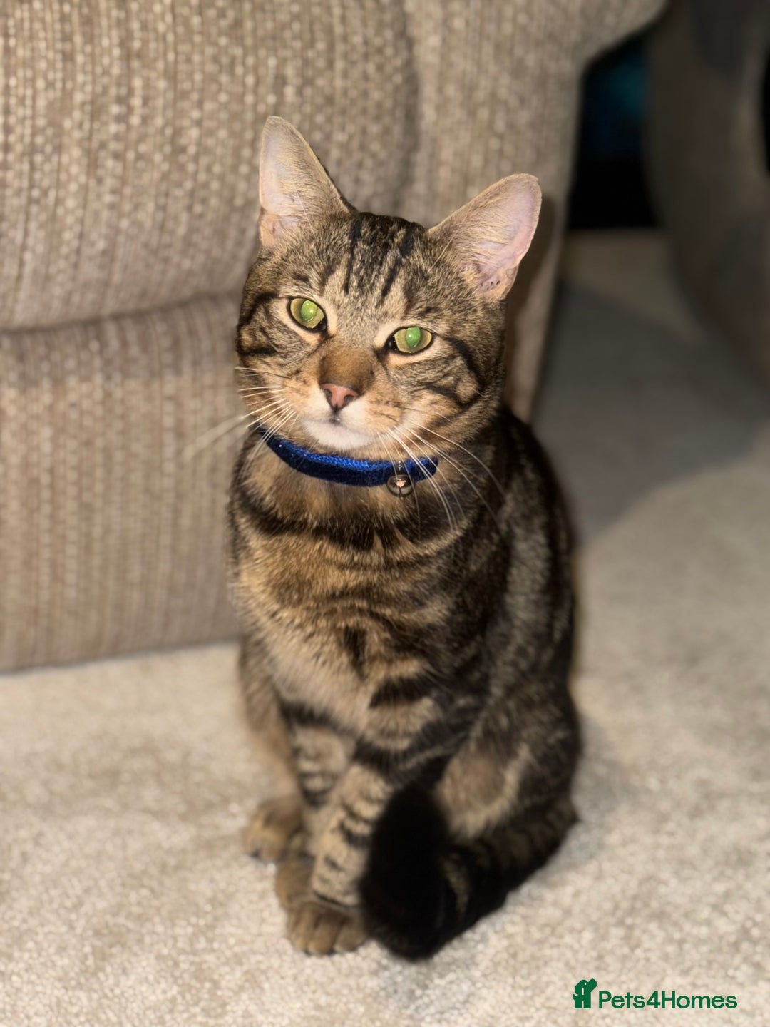 Mixed Breed cats for sale: Friendly and loving cat - Advert 1