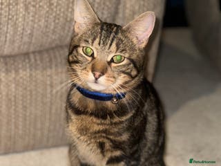 Mixed Breed cats Friendly and loving cat - Advert 2