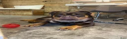 Olde English Bulldogge dogs for stud: MAMMUT OLDE ENGLISH BULLDOG STUD in Halifax - Advert 2