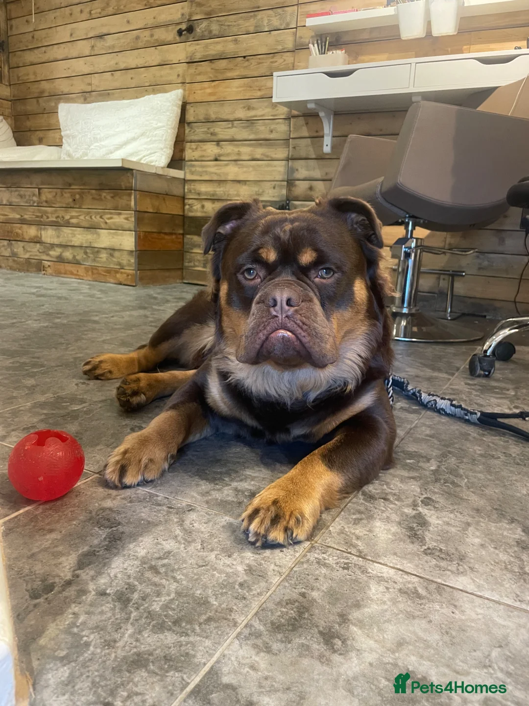 Olde English Bulldogge dogs for stud: MAMMUT OLDE ENGLISH BULLDOG STUD in Halifax - Advert 2