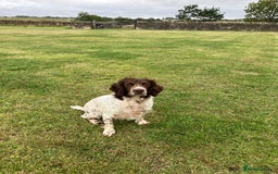 English Springer Spaniel dogs for sale: Liver and white male springer spaniel. - Image 4