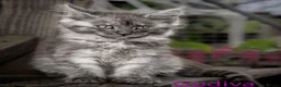 Maine Coon cats for sale: Polydactyl Maine Coon kittens are available  - Advert 4